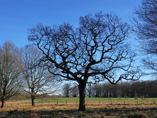 Bare tree against blue sky This landscape photograph captures a striking view of a large bare tree standing prominently in a field, its intricate network of branches sharply silhouetted against a clear blue sky. Taken in the early afternoon during the winter season, the image conveys the stark beauty of trees without their leaves, with several other bare trees visible in the background. The sunlight highlights the open fields and the distant tree line, giving the scene a crisp and serene winter atmosphere.